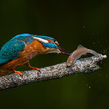 Kingfishers
